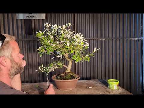 Australian Banksia Bonsai, Aussie Bonsai Bloke