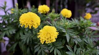 Tie A Yellow Ribbon ( round the old oak tree ) By  Perry Como