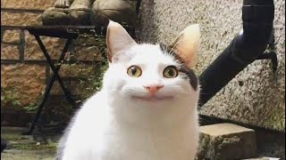 エーペックス飽きてきました。キル集【montage】