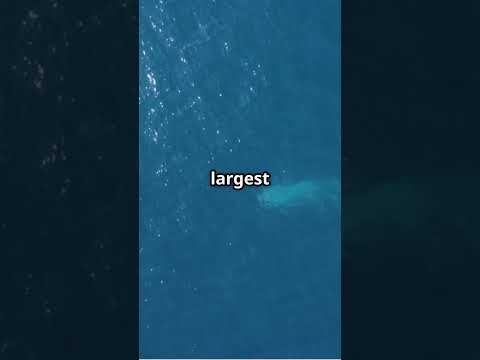 Blue Whale Facts: Giant Tongue & Heart!