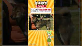 いまの柴犬は、ぜんぶ1頭の子孫だった｜柴犬