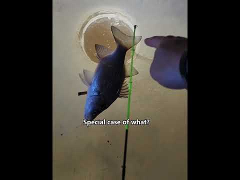 This Was Supposed to Be a Beautiful Moment 😂 #viralvideo #animalrescue #foryoupage #funnyvideo #oops