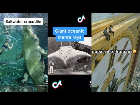 Things That Are WAY Bigger Than You Think | TikTok Compilation