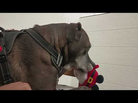 Astrid 8y A841285 needs permanent home, some grooviness, he's too talky 4 me today@TRN_20250713_442