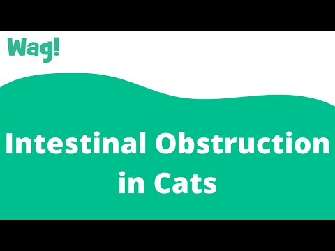 Intestinal Obstruction in Cats | Wag!