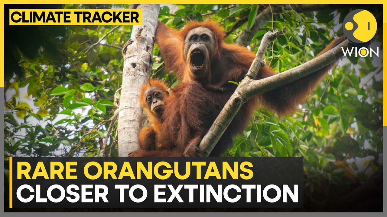 Climate Change Threatens Great Apes in Indonesia | WION Climate Tracker