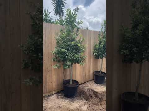 YouTube video about: How far apart to plant eagleston holly tree?