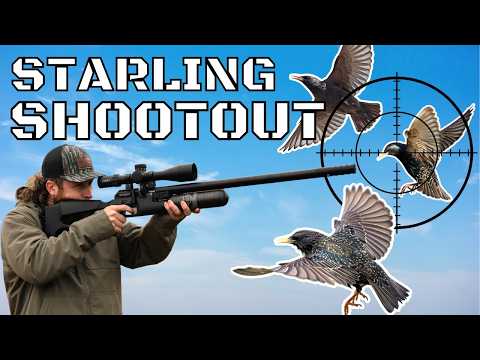 This Farm is INFESTED! | Hunting THOUSANDS of Starlings with Airguns!