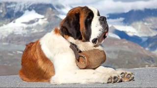 L'ADOLESCENTE de jeanne MOREAU et yves DUTEIL cover a capela by jean jacques SOUIN