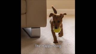 The Happy Song (Original Song)