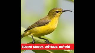 Download lagu Suara pikat sogok ontong betina// suara jernih dan keras #hobymanuk mp3 Download lagu Suara pikat sogok ontong betina// suara jernih dan keras #hobymanuk mp3