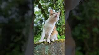 Sweet ..🐾️😻😹 #shortsfeed #cat #catvideos #funnyshorts