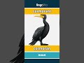 cormorant - cormorán video thumbnail