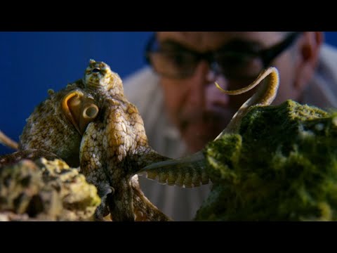 Can Octopuses Recognise People? | Octopus In My House | BBC Earth