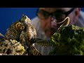 Can Octopuses Recognise People? | Octopus In My House | BBC Earth