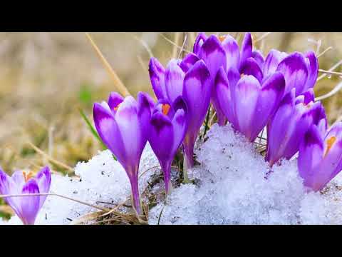 Peaceful Music, Relaxing music, Instrumental Music, "Beginning of Spring" by Tim Janis