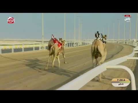 ش 4 (النايف) لـ هجن الرئاسة 12:29:92  ، مهرجان ختامي الشحانية 2026/04/26 ثنايا