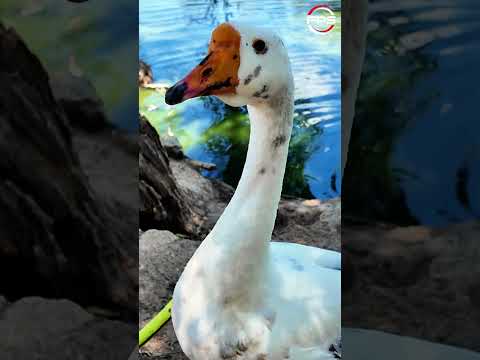 Goose REACTS to Squeaky Toy Sounds #shorts #squeakytoy