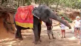 preview picture of video 'GOA - feeding of elephant'
