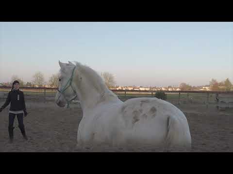 Carpintero 22112018 copie