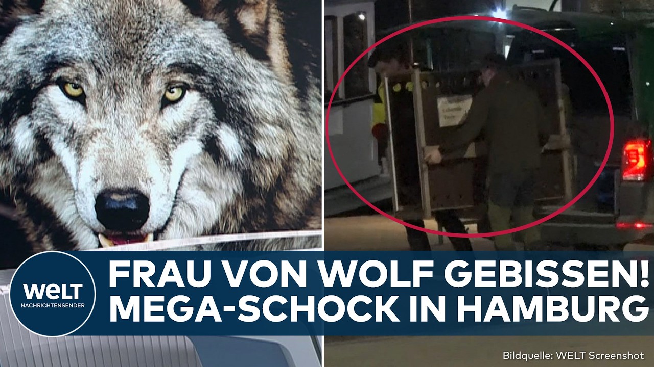 HAMBURG: Schock! Frau von Wolf gebissen! Polizei fängt wildes Tier in Altona