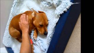 STELLA ÄLSKAD OCH SAKNAD