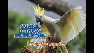 Download lagu SUARA BURUNG KAKAKTUA mp3