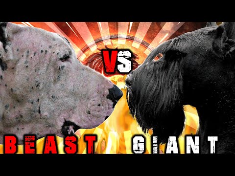 Bully Kutta vs Giant Schnauzer | Giant Schnauzer vs Bully Kutta | Powerful Guard Dog | Billa Boyka |