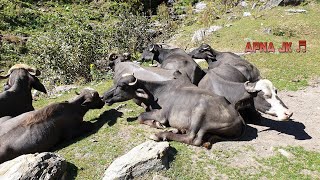 Download lagu TOP PAHARI VIDEO ( DISE VIDEO) WITH PAHARI GEET APNA JK VIDEO SONG PAHRI SONG mp3