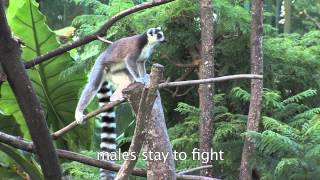preview picture of video 'Lemur Catta (Ring-Tailed Lemur): Habits and Habitat'