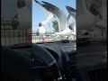 Seagulls Are After Our McDonald S Fries