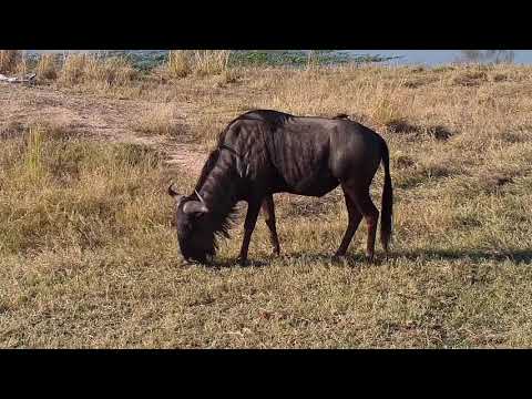 Djuma: Impalas and Wildebeest bull - 15:24 - 07/01/21