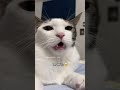 What Does Your Cat Sound Like Cute Cat Cats Tiktok Kitten Meow