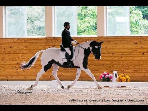ISF Keuring: KWPN 2014 Filly Jewells by Glock's Johnson X Lord Sinclair X Duellglanz
