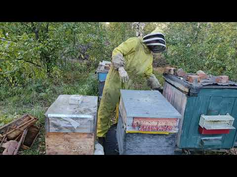 Кормлю пчёл сиропом в зиму: простые и безопасные способы для опытных и начинающих пчеловодов.