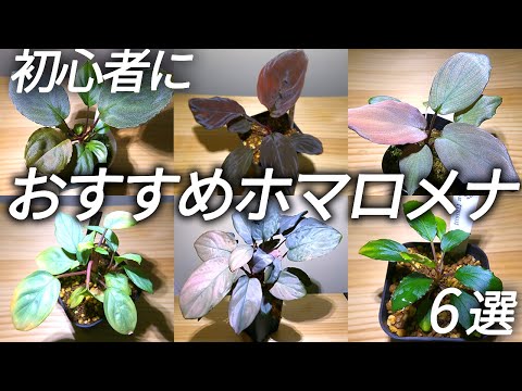 マルティニークの熱帯雨林