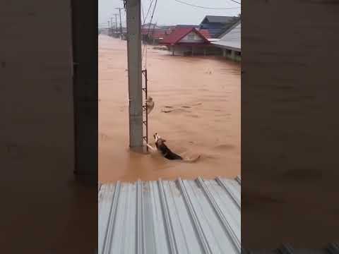 ความรักของสัตว์ที่มีให้กัน  #น้ำท่วมหาดใหญ่ #น้ำท่วม #ช่วยน้ำท่วม #เพื่อนรักสี่ขา