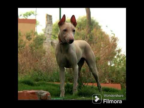 JONNANGI  DOG  OF   @ DR SKSINGH CHANNEL JAI SHREERAM