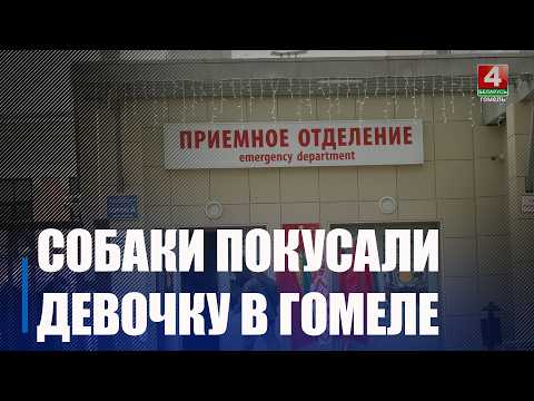 Бездомные собаки напали на ребенка в Гомеле видео