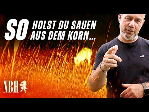 Spannende Keilerjagd: Erfolgreiche Strategie am Kornfeld - so lockst du die Sauen aus dem Getreide!