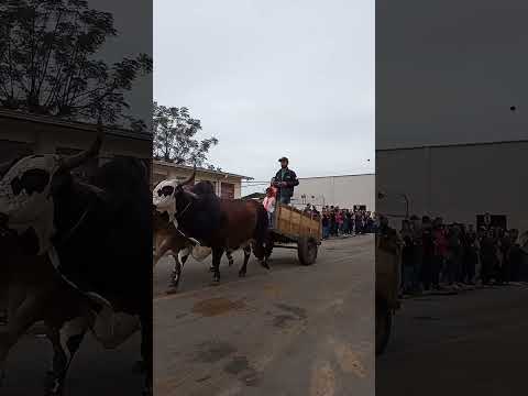 Festival de carretas de boi de São João do Sul SC. Será que se classificam no Guiness