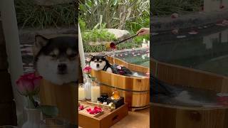 Download lagu ASMR MANYU – Into Nature Series | Immersive Spa & Bath mp3