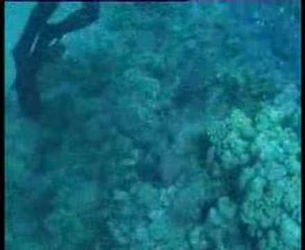 Koffer- oder Kugelfische