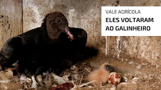 Miniatura do vídeo