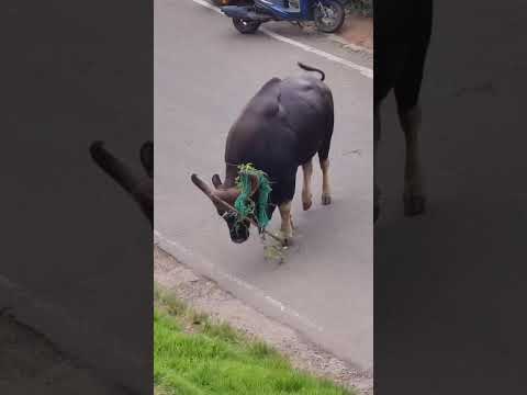 #bison #wildbuffalo #wildlife #travel