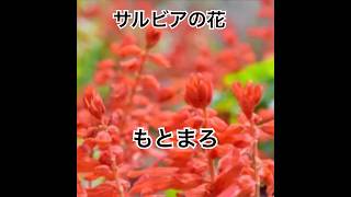 サルビアの花　#弾き語り #cover #男が歌う #ギター #昭和歌謡カバー #アレンジカバー #歌ってみた #guitar #music #