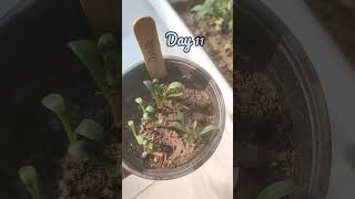 Download lagu Growing Dahlia From SeedsπΈ #dahlia #gardening #plants #flowers #seeds #gardeningtips #wintergarden mp3 Download lagu Growing Dahlia From SeedsπΈ #dahlia #gardening #plants #flowers #seeds #gardeningtips #wintergarden mp3
