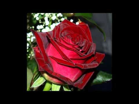 Senac Muric Senco- Jednoj Zeni