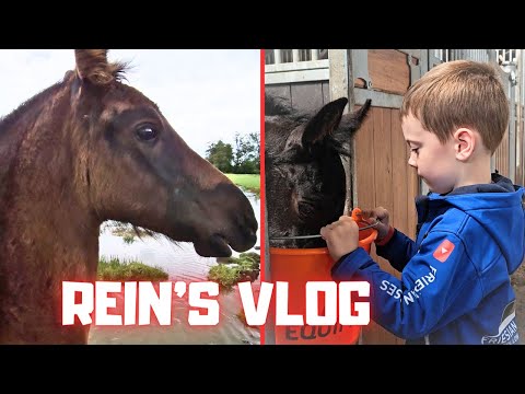 Rein's vlog | Foals at Stal G | Info about RJ and more | Friesian Horses