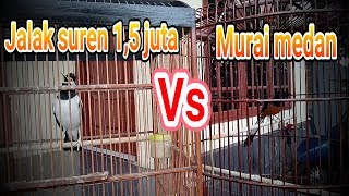 Download lagu Jalak suren gacor,ditempel murai medan langsung ngedrop mp3